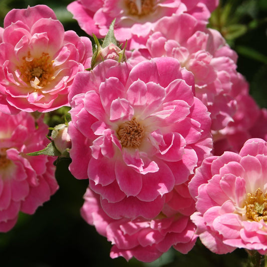 Flower Carpet® Pink Supreme Rose