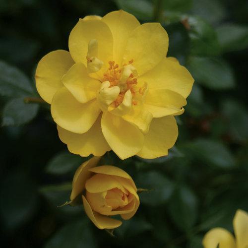 Oso Easy Lemon Zest® Rose