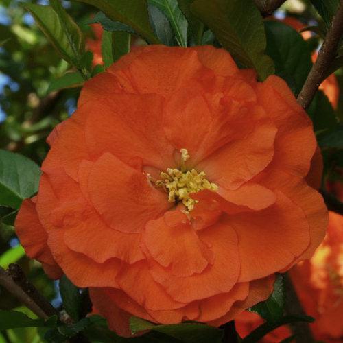 PW® Double Take™ Orange Flowering Quince