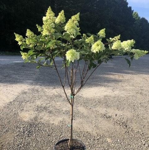 First Editions® Berry White® Hydrangea