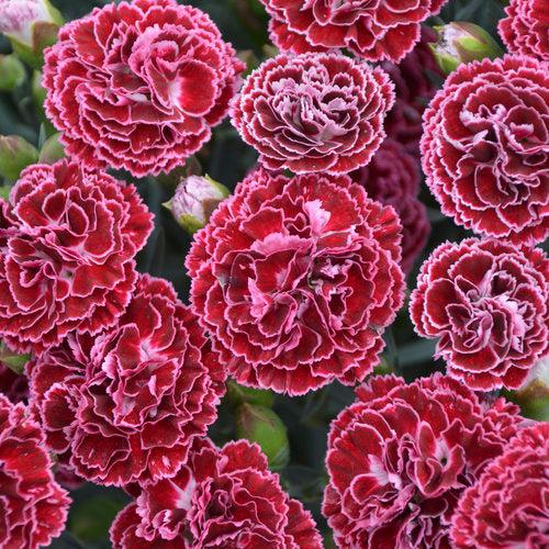 Dianthus 'Cherry Vanilla'  -  Fruit Punch® Cherry Vanilla Dianthus