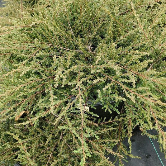 Juniperus communis 'Mondap'  - Alpine Carpet® Juniper