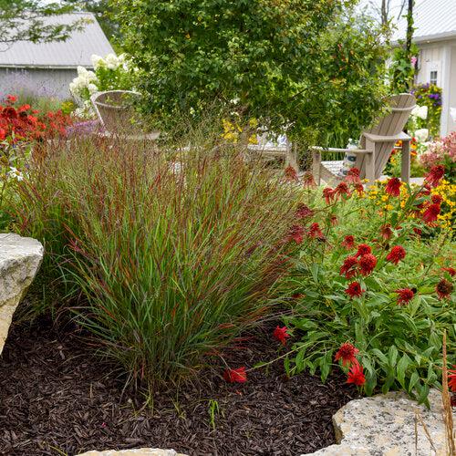 Prairie Winds® Cheyenne Sky Switch Grass
