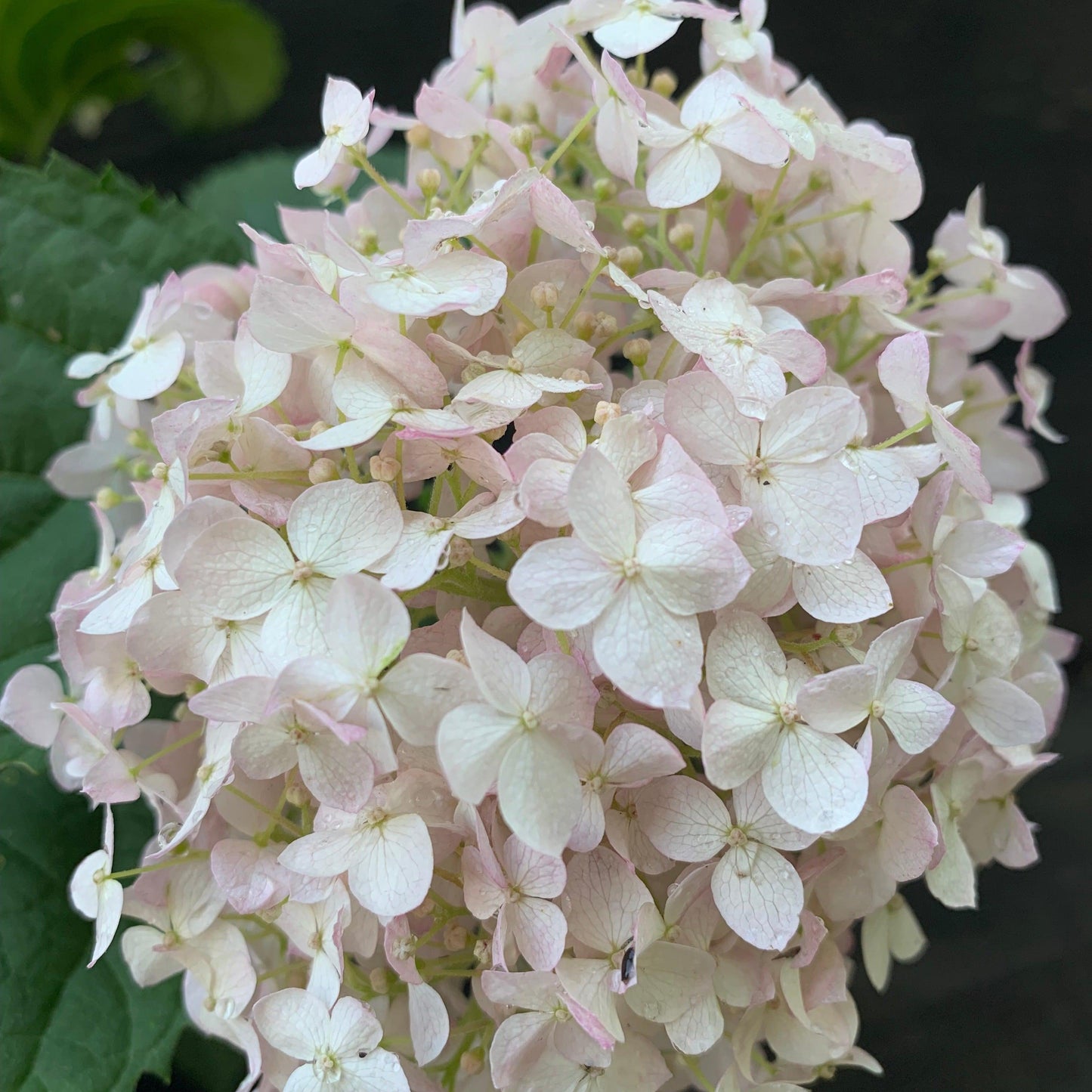Invincibelle® Wee White Smooth Hydrangea
