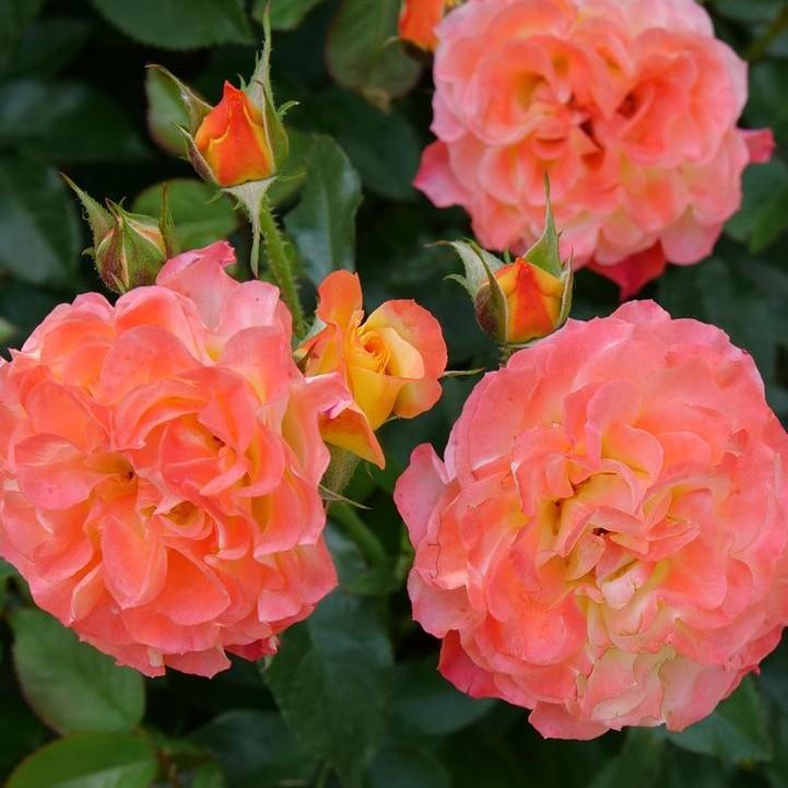 Rosa x 'Chewizard'  - Oso Easy En Fuego® Rose