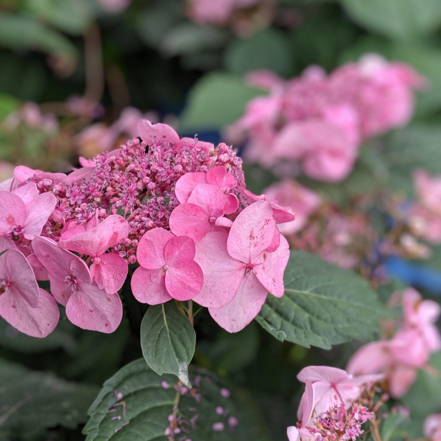 Endless Summer® Twist N Shout™ Hydrangea