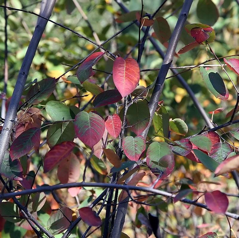 Autumn Brilliance Apple Serviceberry