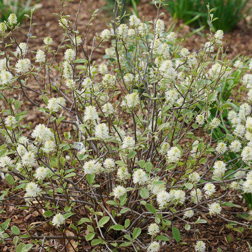 Legend of the Small® Fothergilla