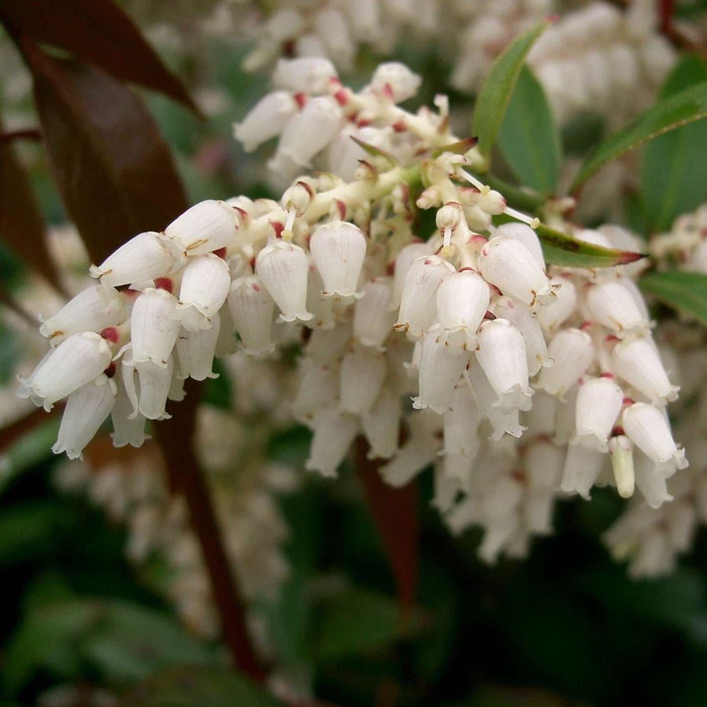 Coastal Leucothoe