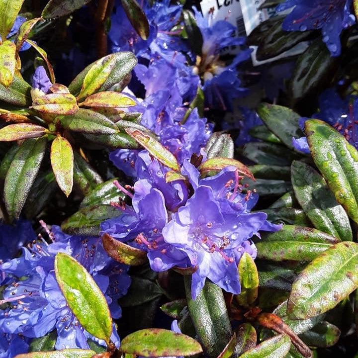 Blue Baron Rhododendron