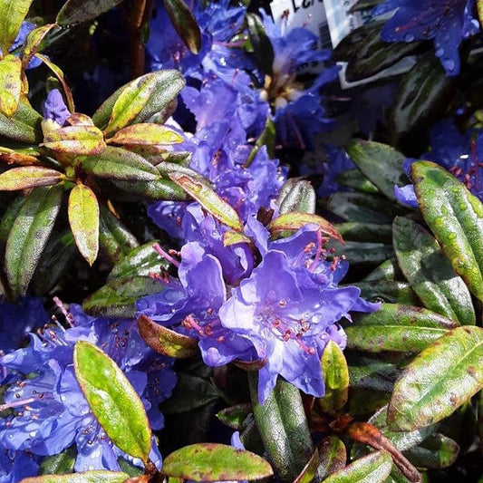 Blue Baron Rhododendron