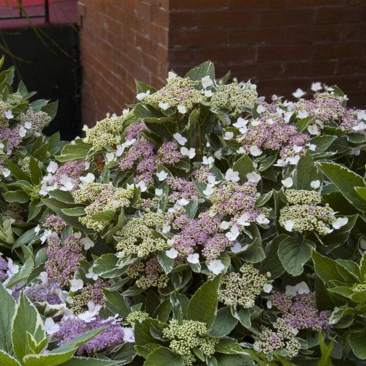 Light-O-Day® Hydrangea