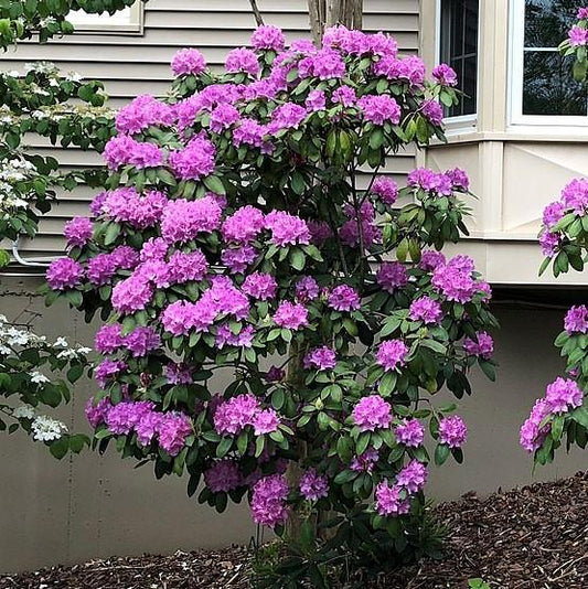 English Roseum Rhododendron