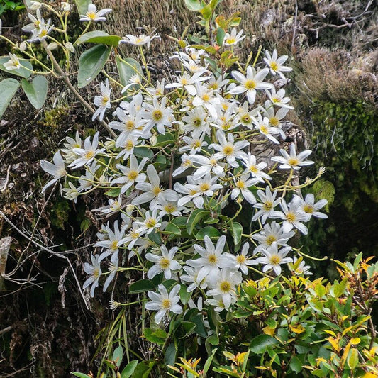 Autumn Clematis