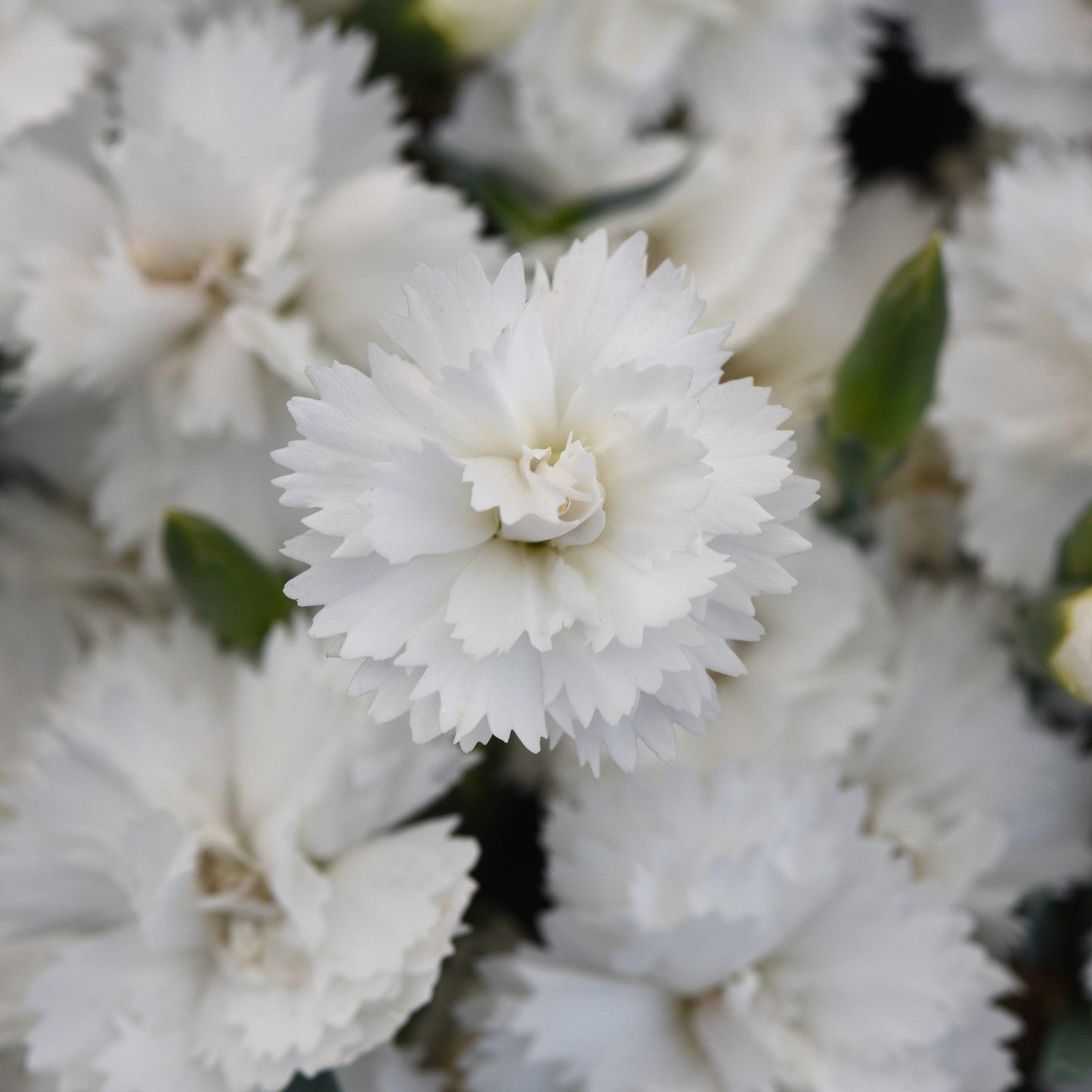 Dianthus x 'KLEDG24556'  - EverLast™ White Dianthus