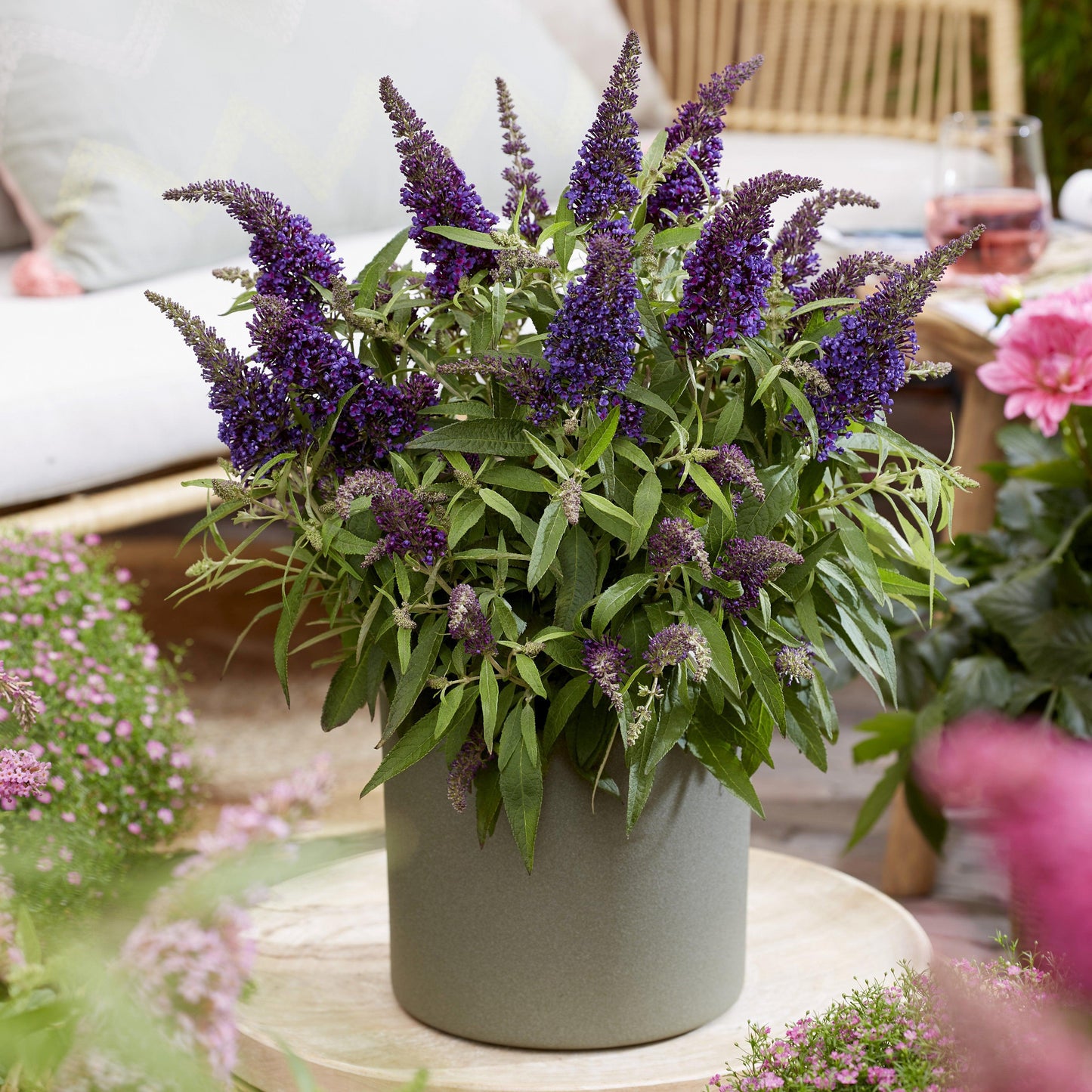 Buddleia davidii 'BotEx 001' PP34,515  - Butterfly Candy™ Li'l Grape™ Butterfly Bush
