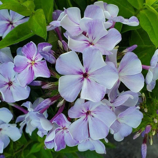 Volcano® Lilac Splash Phlox