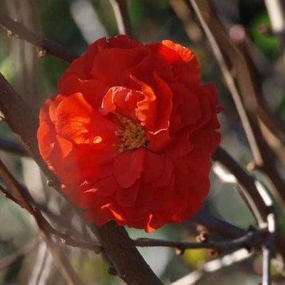 PW® Double Take™ Orange Flowering Quince