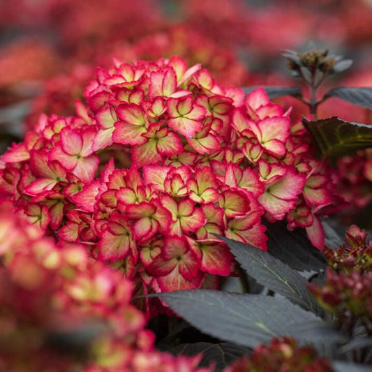 Eclipse® Hydrangea