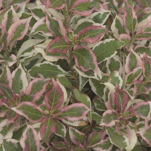 My Monet® Weigela