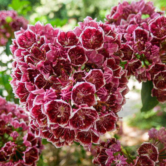 Keepsake Mountain Laurel