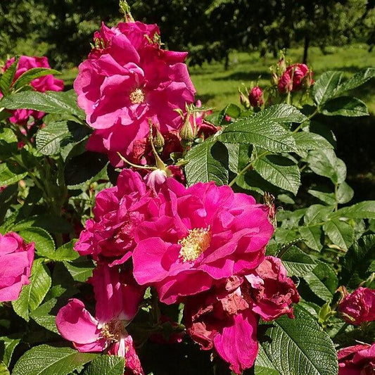 Purple Pavement Rugosa Rose