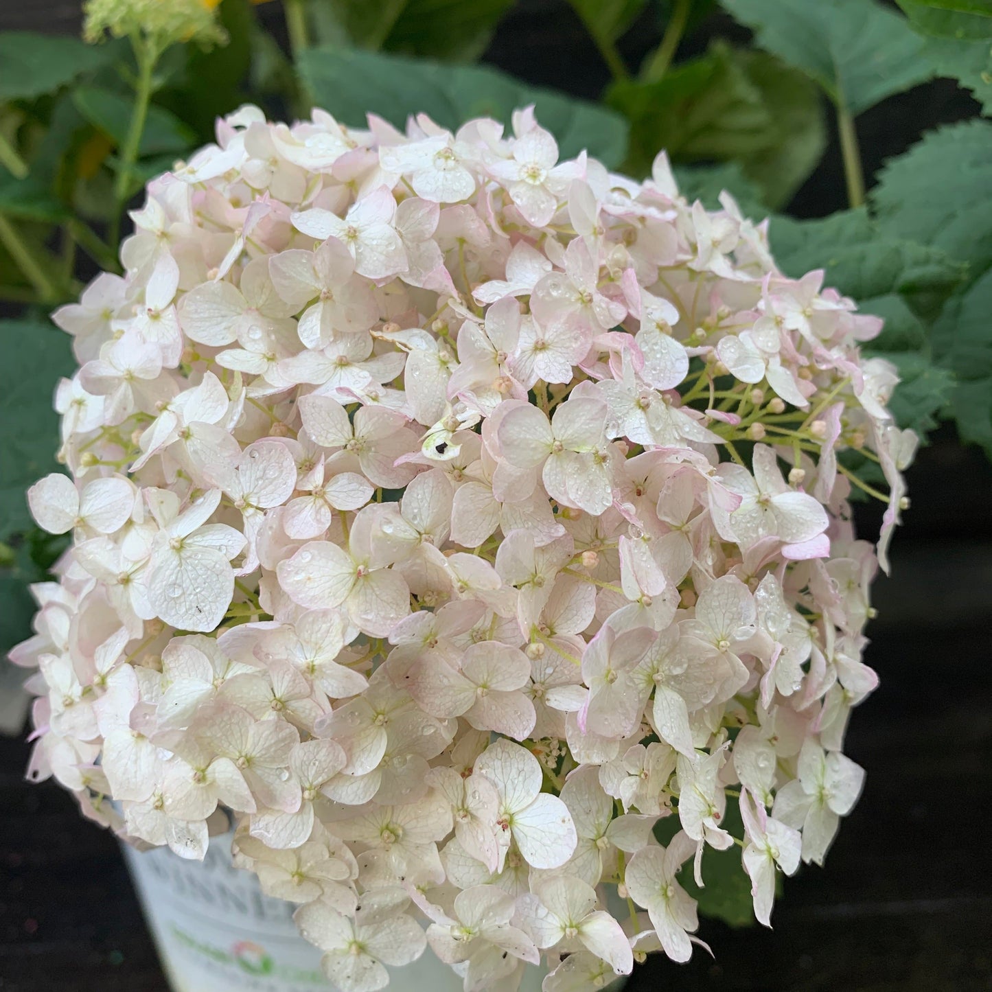 Invincibelle® Wee White Smooth Hydrangea