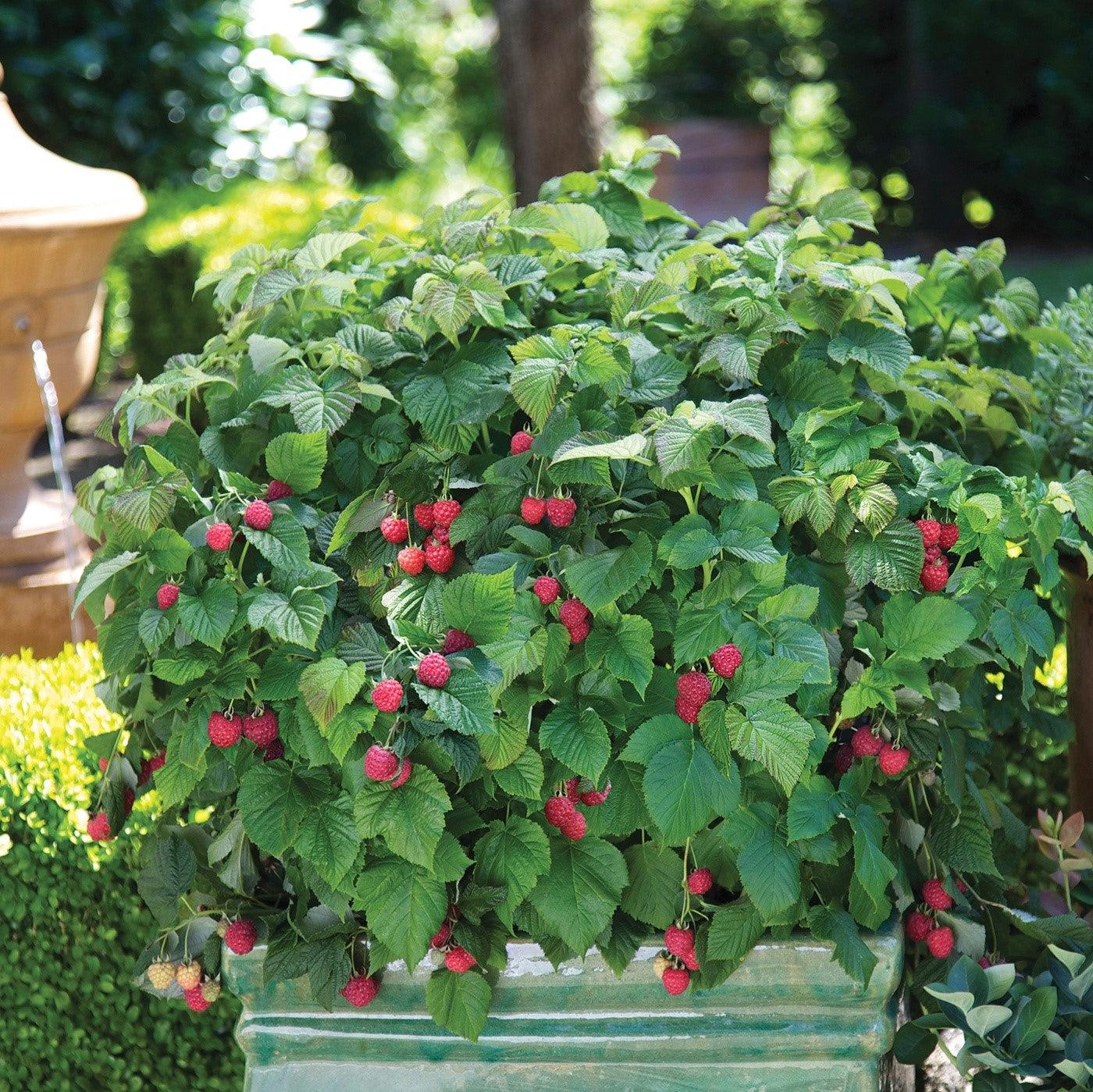 Shortcake® Raspberry