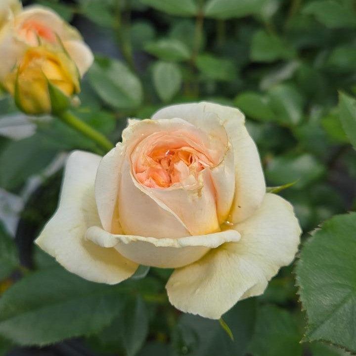 Rosa x 'Noa1112130'  - Showpiece™ Champagne Rose
