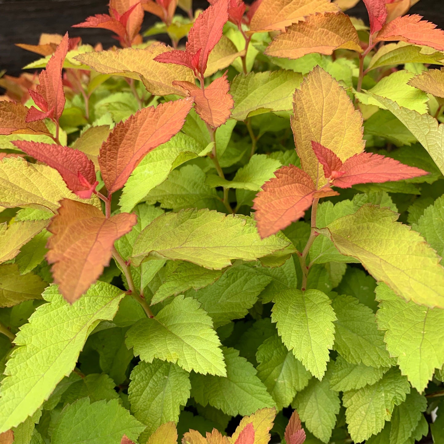 Double Play® Candy Corn® Spirea