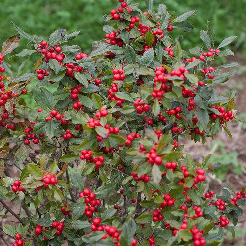 Little Goblin® Red Winterberry