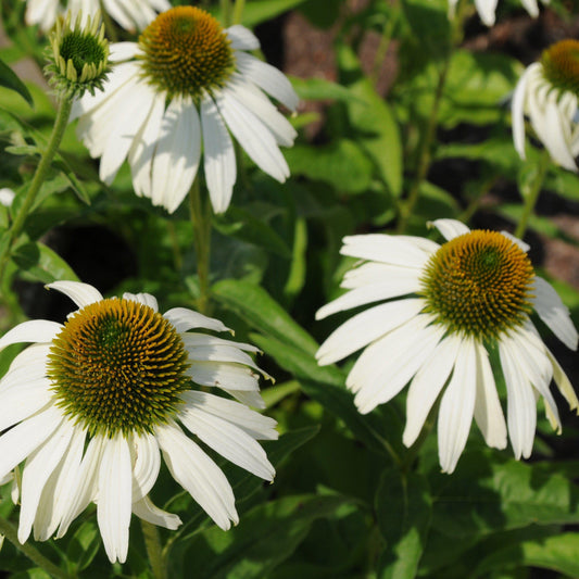 White Swan Echinacea, Coneflower