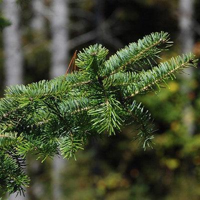 Abies balsamea  - Balsam Fir