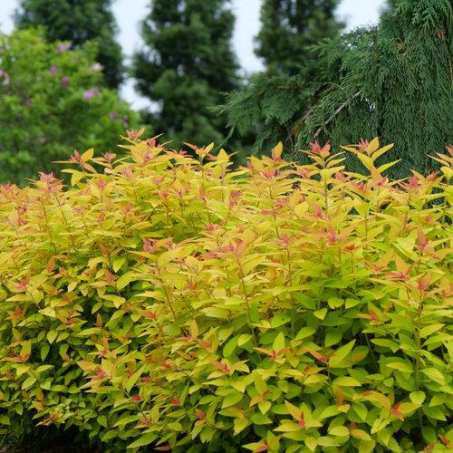Double Play® Candy Corn® Spirea