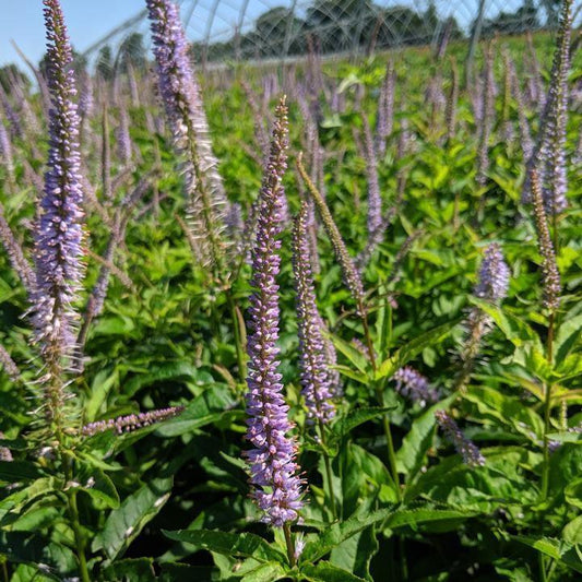 Veronicastrum virginicum 'Red Arrow'  - Red Arrow Culver's Root