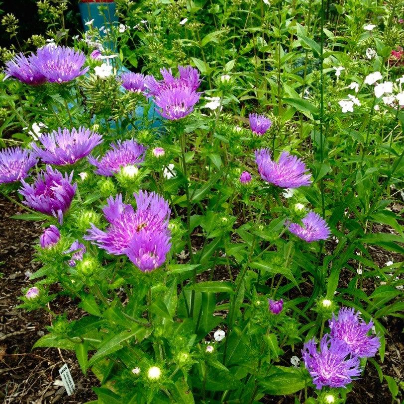 Stokesia laevis 'Mel's Blue'  - Mel's Blue Stokes' Aster