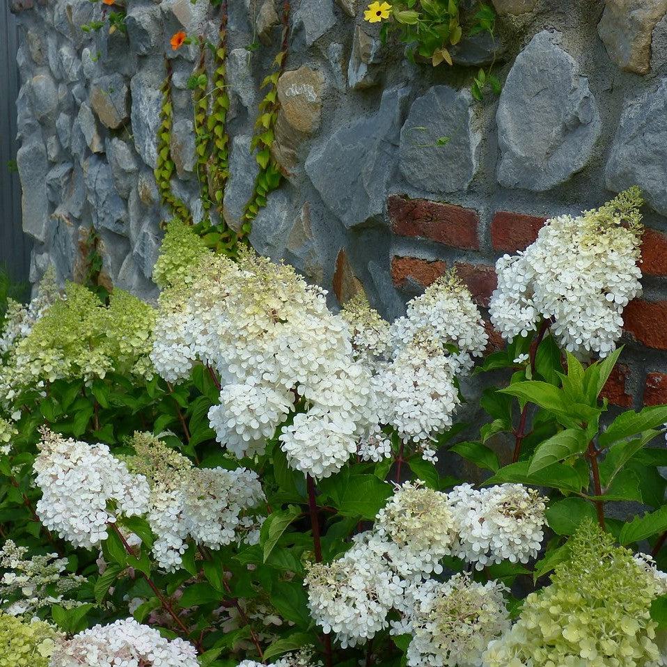First Editions® Berry White® Hydrangea