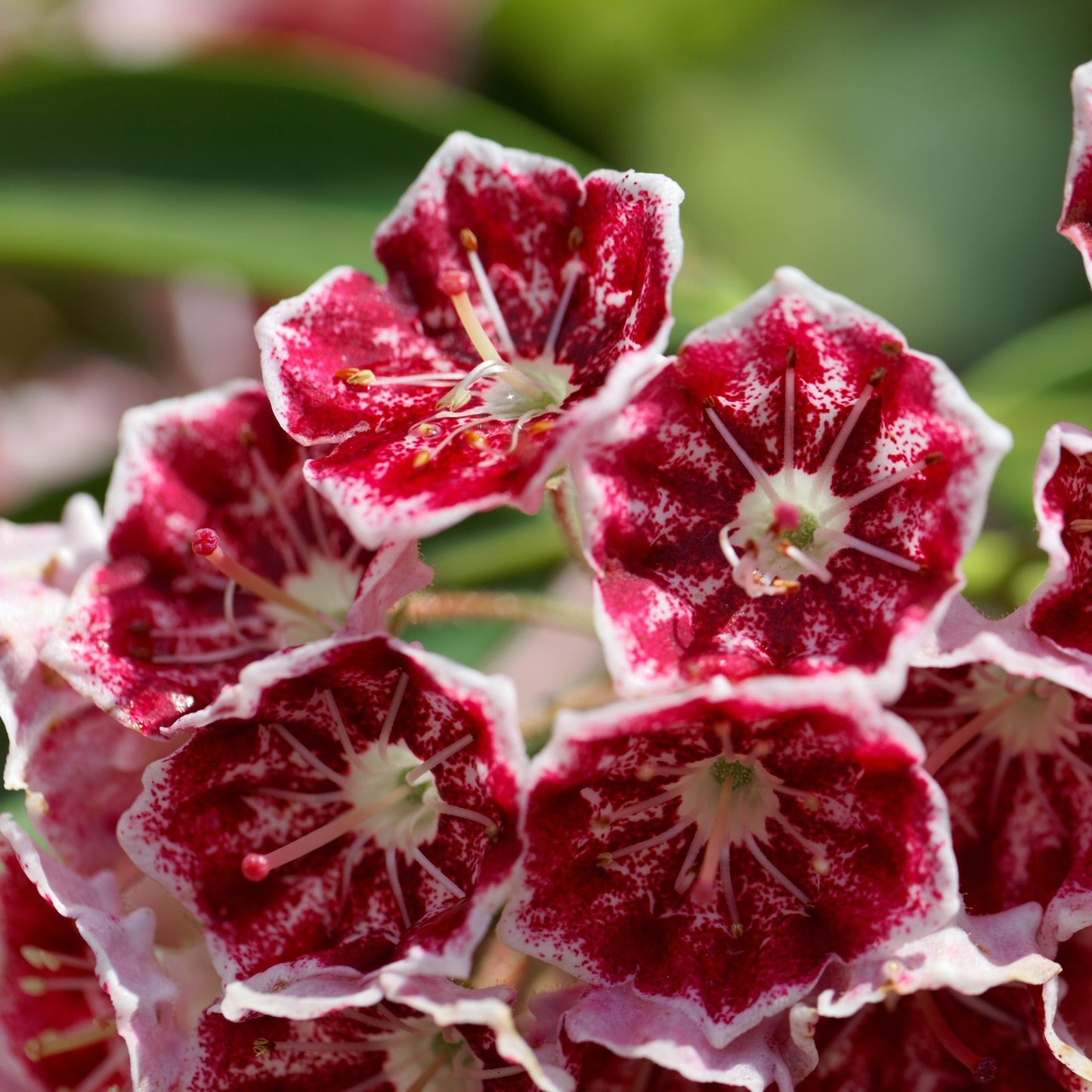 Keepsake Mountain Laurel