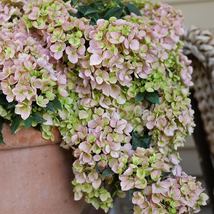 Hydrangea x ‘WNHYDFBPBMH'  - Fairytrail Fresco® Cascade Hydrangea