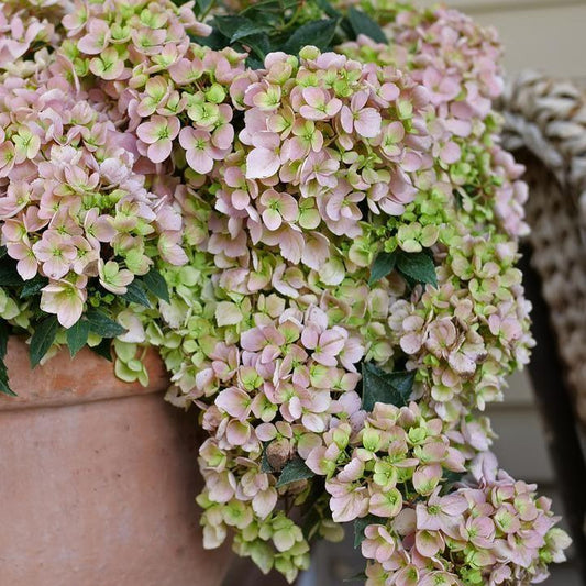 Hydrangea x ‘WNHYDFBPBMH'  - Fairytrail Fresco® Cascade Hydrangea
