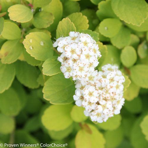 Glow Girl® Birchleaf Spirea
