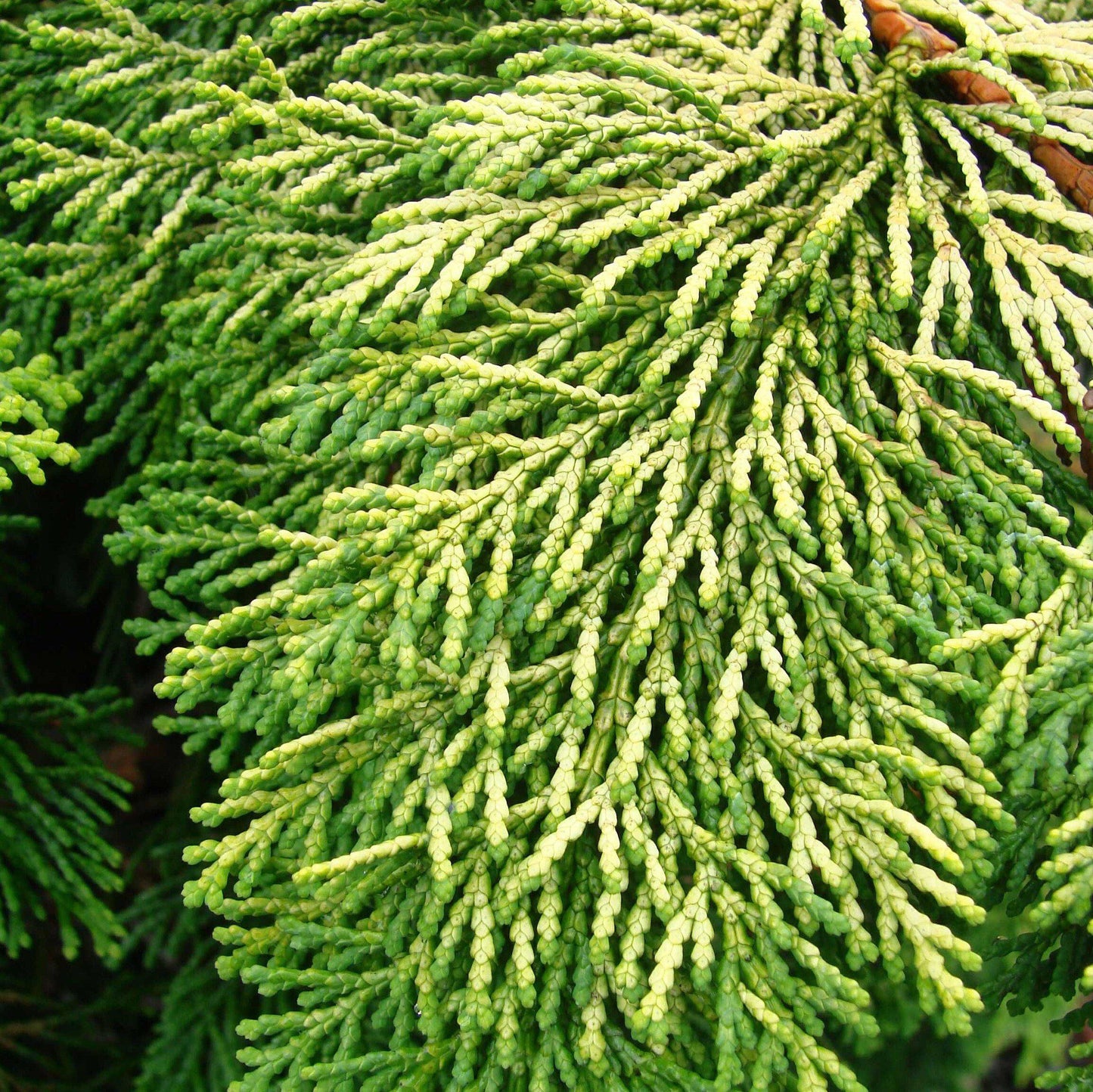 Golden Hinoki False Cypress