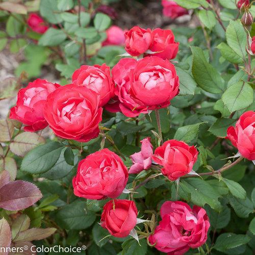 OSO Easy® Double Red Rose