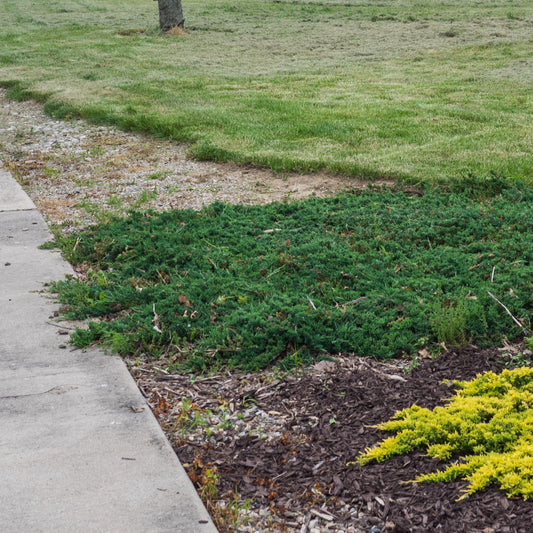 Blue Rug Juniper