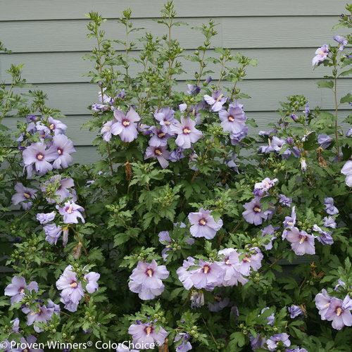 Azurri Blue Satin® Rose of Sharon
