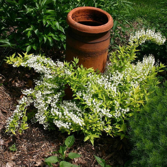 Chardonnay Pearls® Deutzia