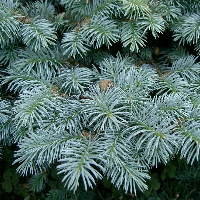 Picea pungens 'Globosa'  - Globe Blue Spruce
