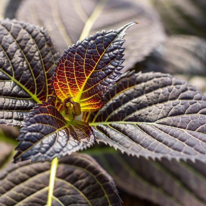 Eclipse® Hydrangea