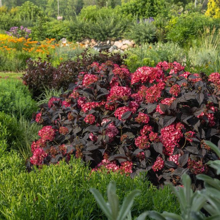 Eclipse® Hydrangea