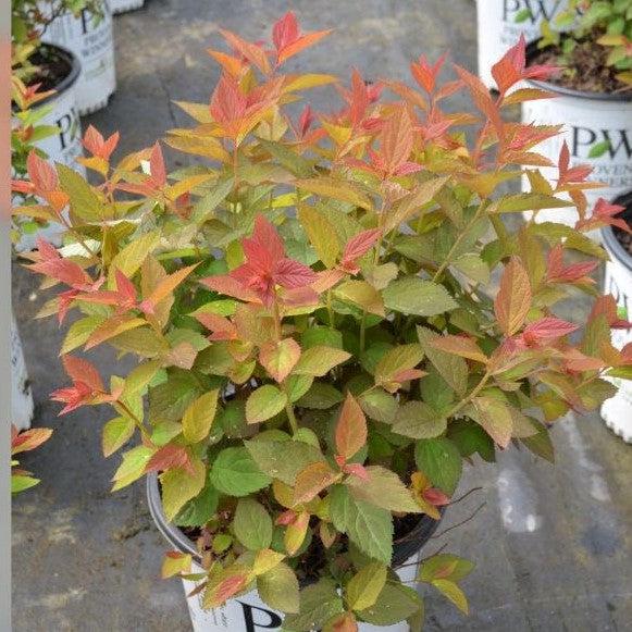 Double Play® Doozie Spirea